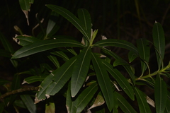Alyxia squamulosa