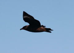 Stercorarius chilensis