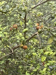 Artocarpus heterophyllus