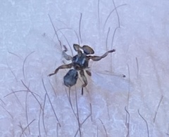 Hippoboscidae
