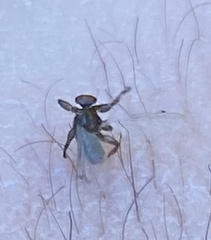 Hippoboscidae