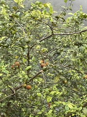 Artocarpus heterophyllus