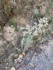 Pseudognaphalium biolettii