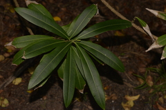 Alyxia squamulosa