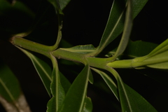 Alyxia squamulosa