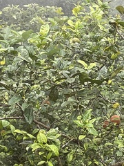 Artocarpus heterophyllus