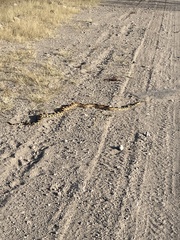 Pituophis vertebralis