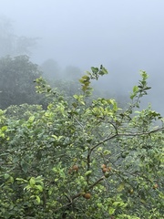 Artocarpus heterophyllus