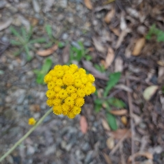 Chrysocephalum semipapposum