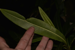 Alyxia squamulosa