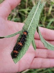 Pareuchaetes insulata