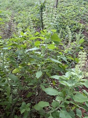 Ocimum
