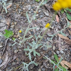 Chrysocephalum semipapposum