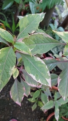 Graptophyllum