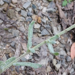 Chrysocephalum semipapposum