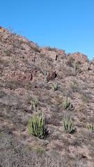 Stenocereus thurberi