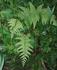 Macrothelypteris torresiana