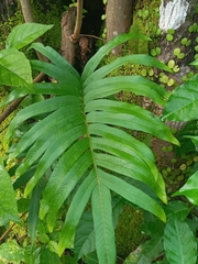 Polypodioideae