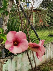 Allamanda blanchetii