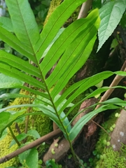 Polypodioideae