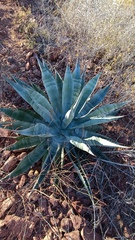 Agave colorata