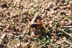 Tanystoma maculicolle