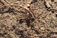 Tanystoma maculicolle