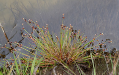 Juncus bulbosus