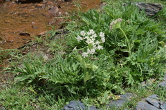 Heracleum leskovii