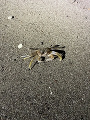 Ocypode occidentalis