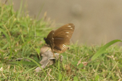 Euploea algea abjecta