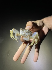 Ocypode occidentalis