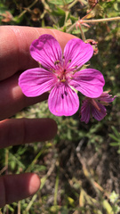 Geranium viscosissimum