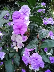 Brunfelsia grandiflora