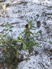 Crocanthemum corymbosum