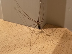 Pholcus phalangioides