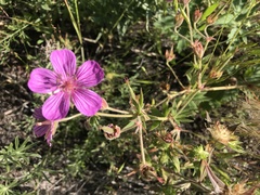 Geranium viscosissimum