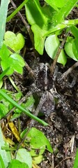 Tigrosa georgicola