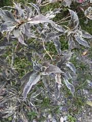 Graptophyllum pictum