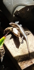 Emoia adspersa