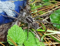 Tigrosa georgicola
