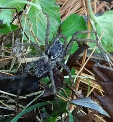 Tigrosa georgicola