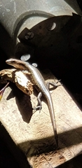 Emoia adspersa