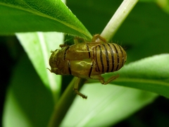 Cicadetta