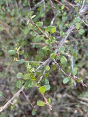 Rhamnus crocea
