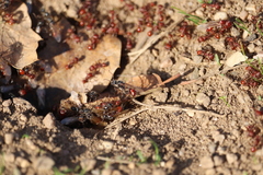 Pogonomyrmex occidentalis