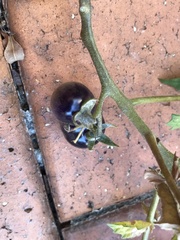 Solanum lycopersicum