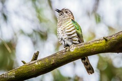 Chrysococcyx lucidus