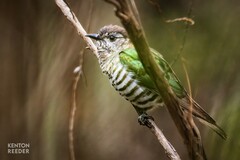 Chrysococcyx lucidus