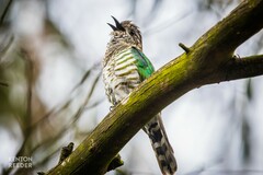 Chrysococcyx lucidus